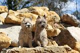 CAIRN TERRIER 074